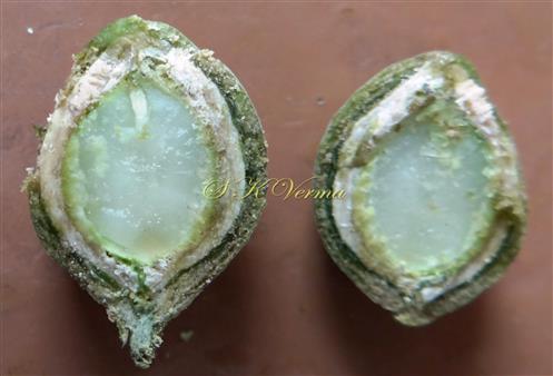  V.S. Fruit (Drupe)